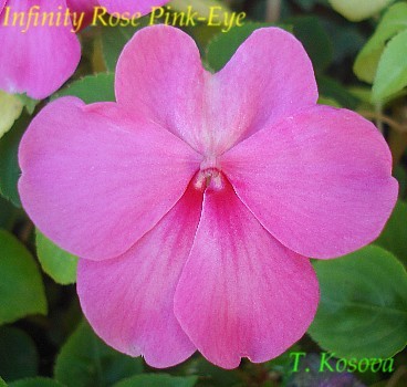 Infinity Rose Pink-Eye