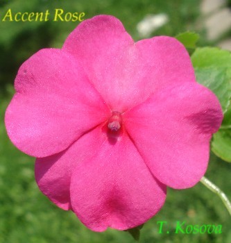 Accent Rose