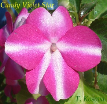 Candy Violet Star