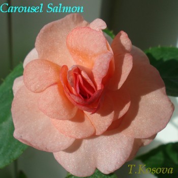 Carousel Salmon