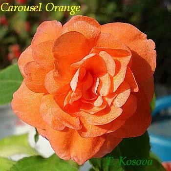Carousel Orange