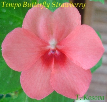 Tempo_Butterfly_Strawberry