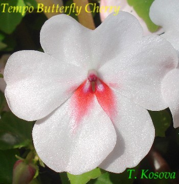 Tempo Butterfly Cherry