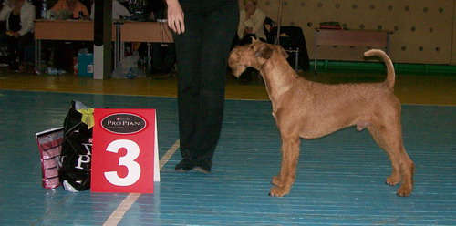 irish terrier Next Level