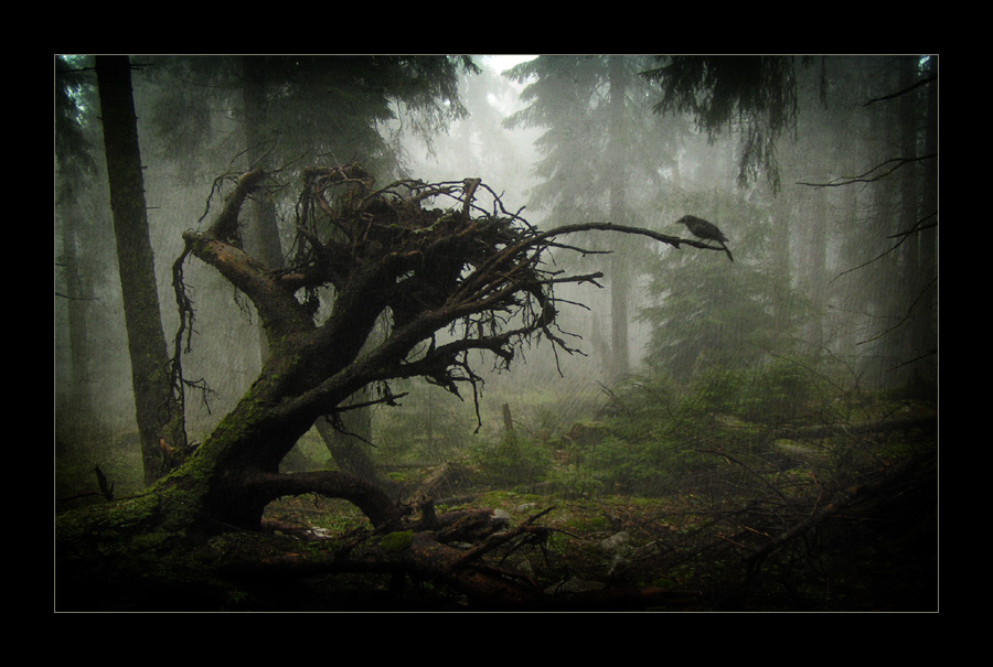 http://s1.imgdb.ru/2007-06/10/The-Lost-Forest-_c4yqez2f.jpg